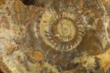 Toarcian Ammonite Fossil - France #311822-2